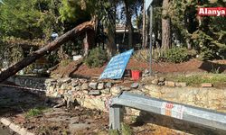 Alanya'da fırtınada ağaç ile aydınlatma direği devrildi