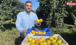 Portakal sezonu başladı