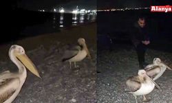 Sahilde pelikan şaşkınlığı