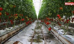 Domateste tehlike çanları