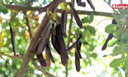 Alanya’da keçiboynuzu yetiştiriciliği eğitimi düzenlenecek