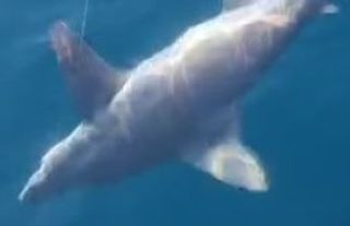 Dünyanın en büyük köpek balığı oltasına takıldı! Güçlükle yukarı çektiler