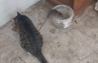 Alanya’da kedi ve farenin kardeşliği görenleri şaşırttı 