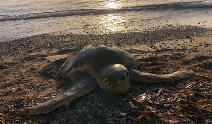 Deniz kaplumbağası ölü olarak bulundu