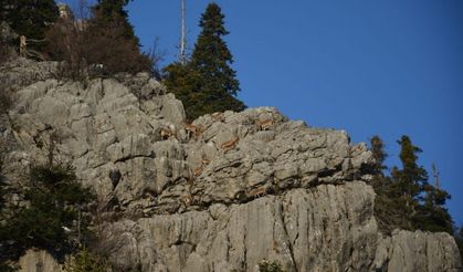 Dağ keçileri sarp kayalıklarda görüntülendi