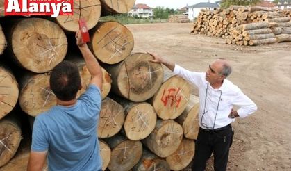 Düzce’de 457 bin metreküp odun üretildi