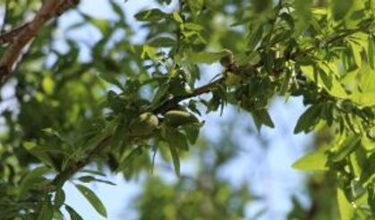 Çağla bademin fiyatı 5’e katladı