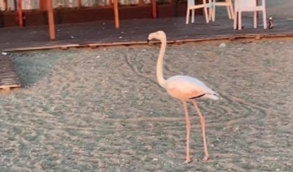 Sahilde görülen flamingo ilgi odağı oldu