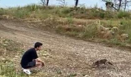 Araçtan börek kabının kapağını çalıp kaçan tilki, börek teklifiyle geri döndü