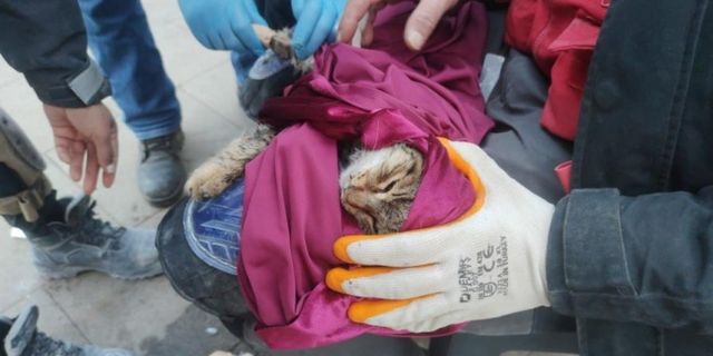 135 saat sonra enkazdan çıkan kedi tedavi altına alındı