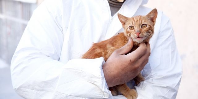 Deprem’den 248 saat sonra enkazdan sağ çıkarılan kediye ‘AFAD’ ismi verildi | VİDEO HABER