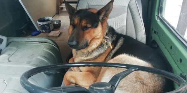 Şoför koltuğunda bekleyen sevimli köpek merak konusu oldu