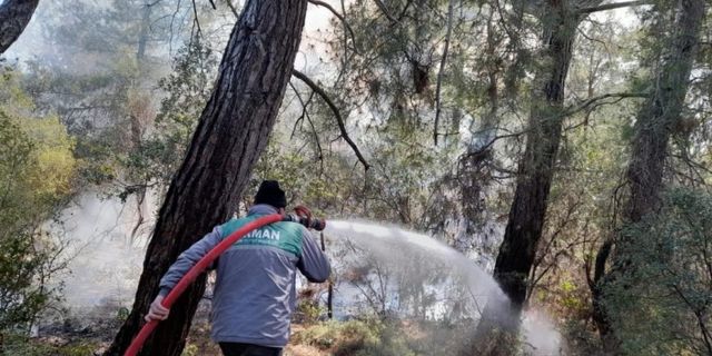 Orman yangını 2 saatte kontrol altına alındı