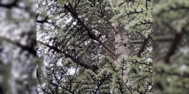 30 saat boyunca ağaçta mahsur kalan kedi kendi çabalarıyla kurtuldu