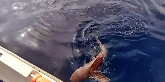 Amatör balıkçı köpek balığını görünce şoke oldu