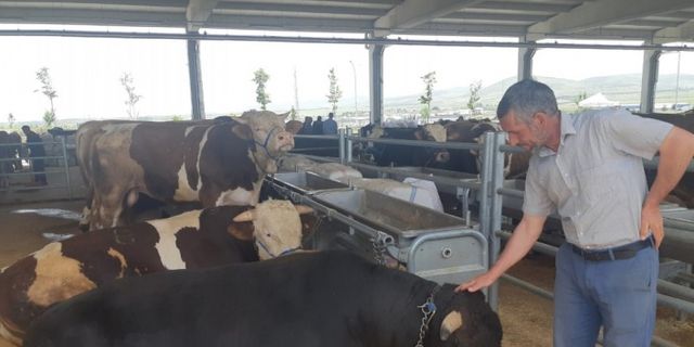 Bin 100 kiloluk dana Bey araba fiyatına satışta