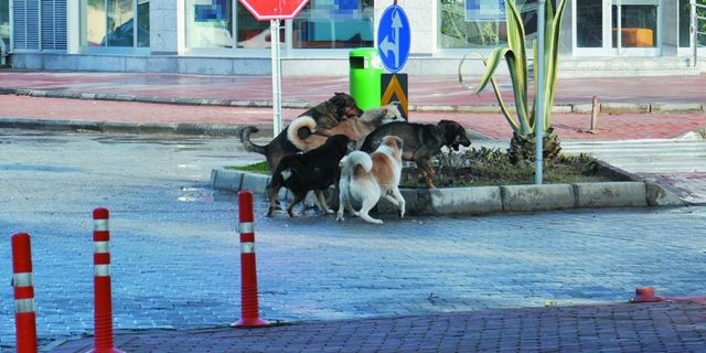 Alanya'nın komşusunda  başıboş dolaşan köpekler kazalara sebebiyet veriyor