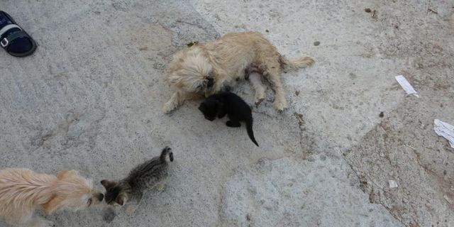 Köpek, yavru kedilere annelik yapıyor
