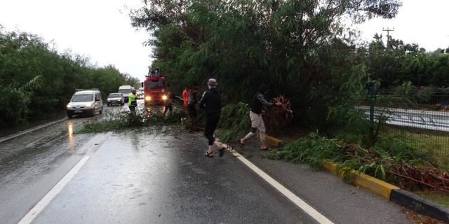 Fırtına ağaçları devirdi, karayolunda trafik aksadı