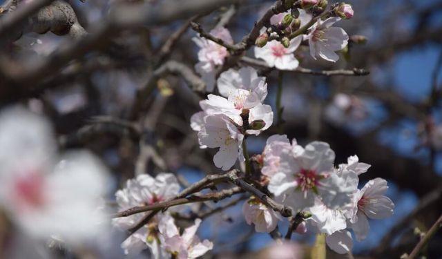 Badem ve erik ağaçları çiçekleri ile doğayı süsledi