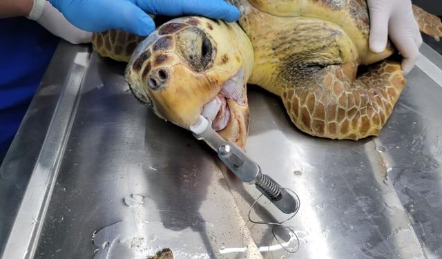 Ağzında olta yaralarıyla fırtınada sürüklenip sahile vurdu