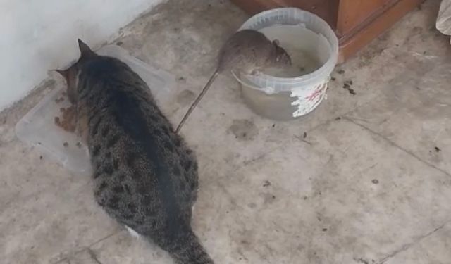 Alanya’da kedi ve farenin kardeşliği görenleri şaşırttı 