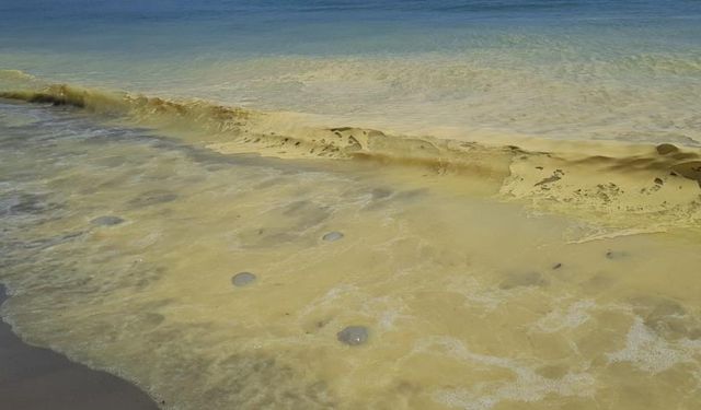Alanya'da deniz kıyısında sarı köpük içinde ölü denizanaları görüldü