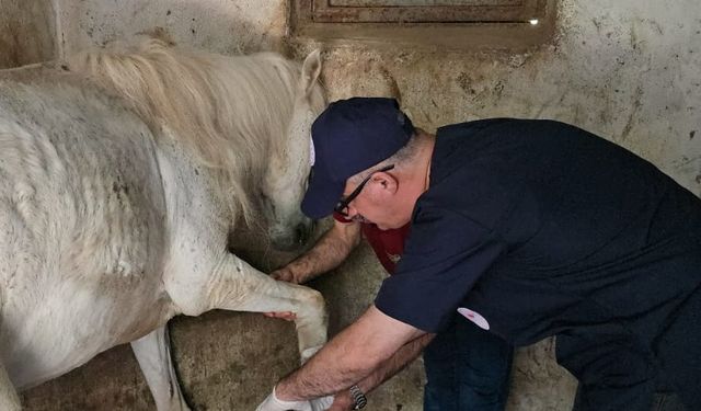 Alanya'da ölüme terk edilen at tedavi edilecek