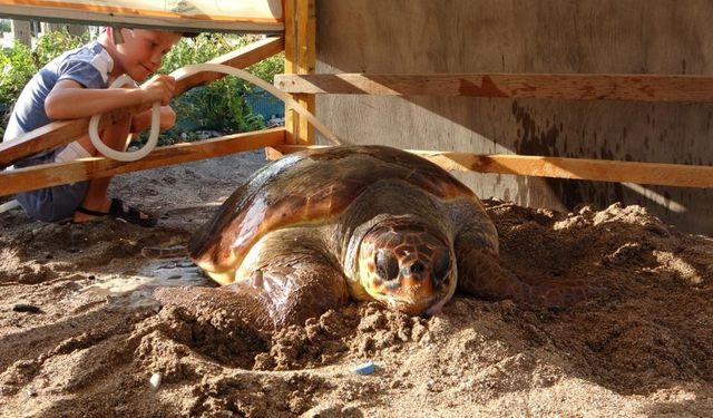 Caretta Caretta sahilde kabuğu kırılmış halde bulundu!