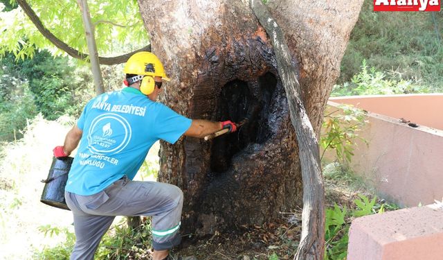 Alanya'da doğa mirası ağaçlara rehabilitasyon