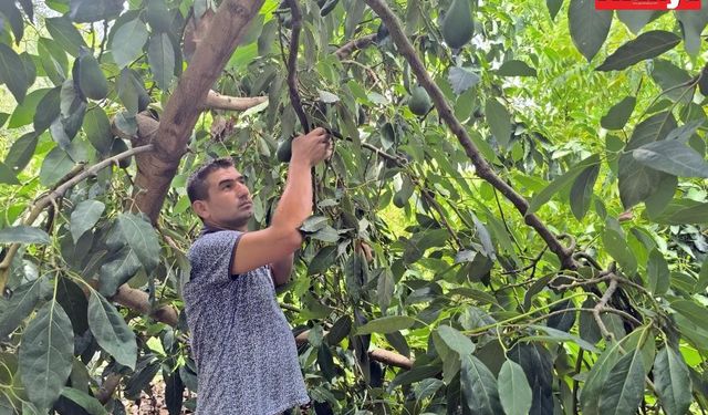 Alanya'da avokado hasadı başladı