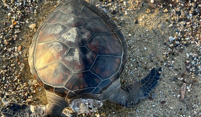 Alanya'da kafası kopmuş caretta caretta bulundu