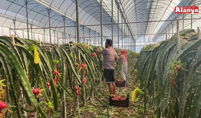 Alanya'da seralarda ejder meyvesi hasadı başladı