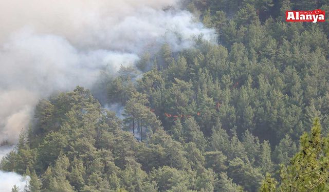 Alanya'da 400 dönüm kül oldu