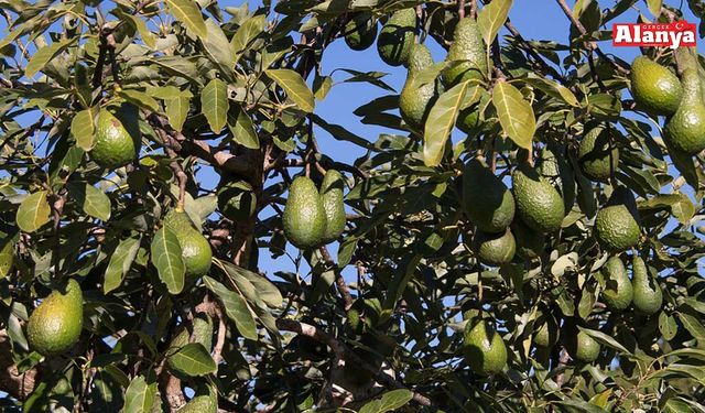 Alanya’da avokado nasıl satılacak? Son nokta yarın konulacak
