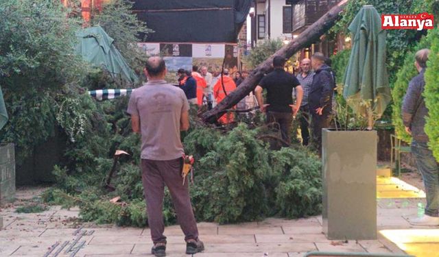 Devrilen ağacın altında kalan 3 kişi yaralandı