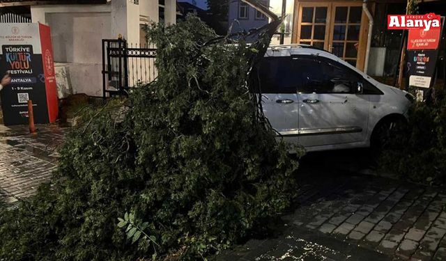 Fırtınanın devirdiği ağaç park halindeki aracın üzerine düştü