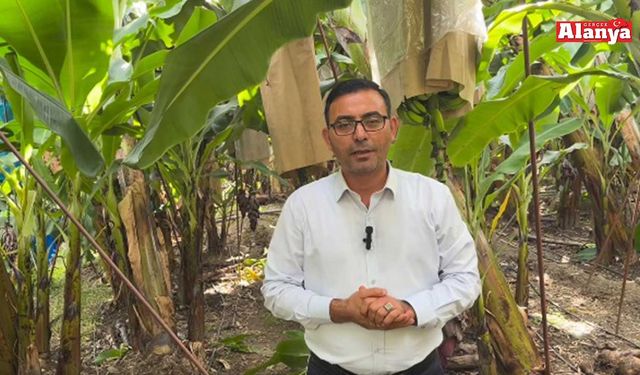 ALANYA'DA MUZ KRİZİ