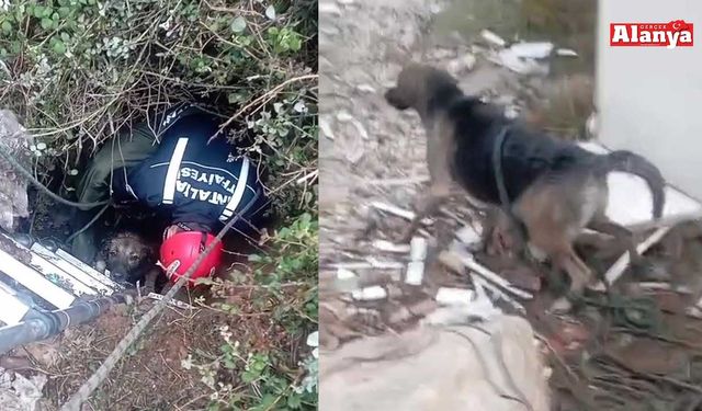 Foseptik çukuruna düşen köpek kurtarıldı