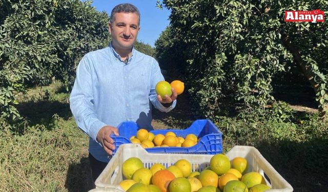 Portakal sezonu başladı