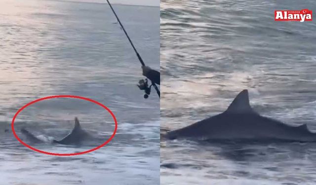 Amatör kıyı balıkçısının oltasına köpek balığı takıldı