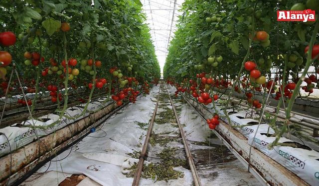 Domateste tehlike çanları