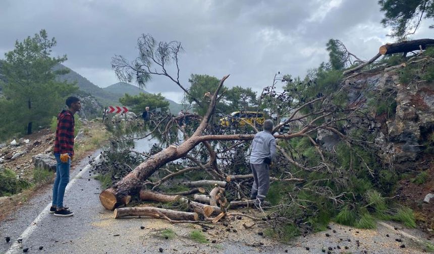 Alanya'nın komşusunda devrilen ağaç yolu ulaşıma kapattı