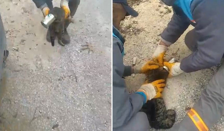 Alanya Belediyesi Temizlik ekibi kediyi kurtardı