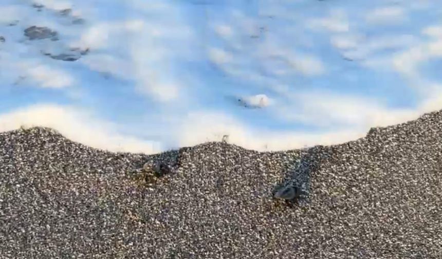 Alanya'da ilk yavru caretta carettalar denizle buluştu