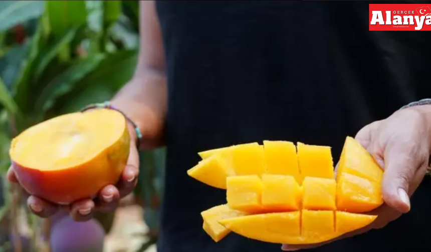 Mango ithalatı yerli üreticiyi zor durumda bırakıyor