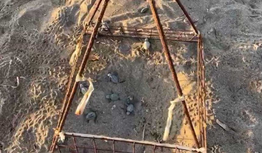 Alanya’da yavru carettalar yumurtalardan çıkıp denizle buluştu
