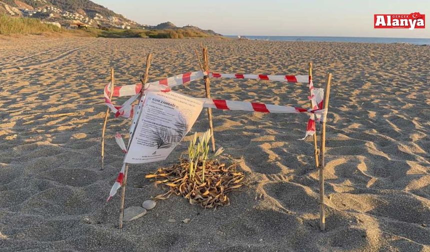 Bu bitkiyi koparmanın cezası 557 bin TL