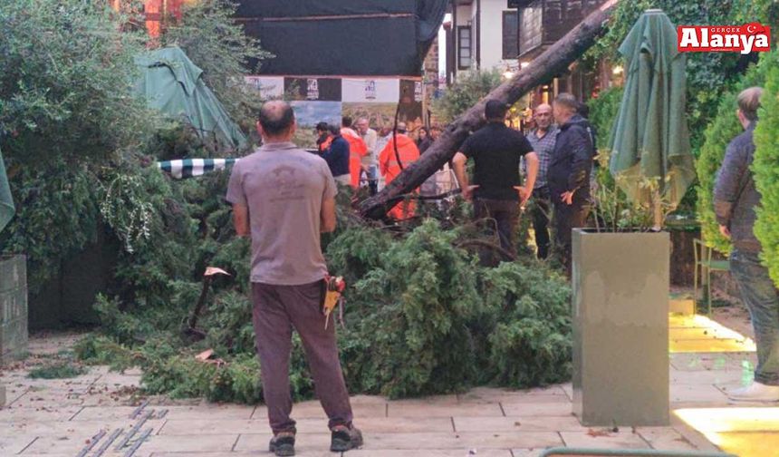 Devrilen ağacın altında kalan 3 kişi yaralandı