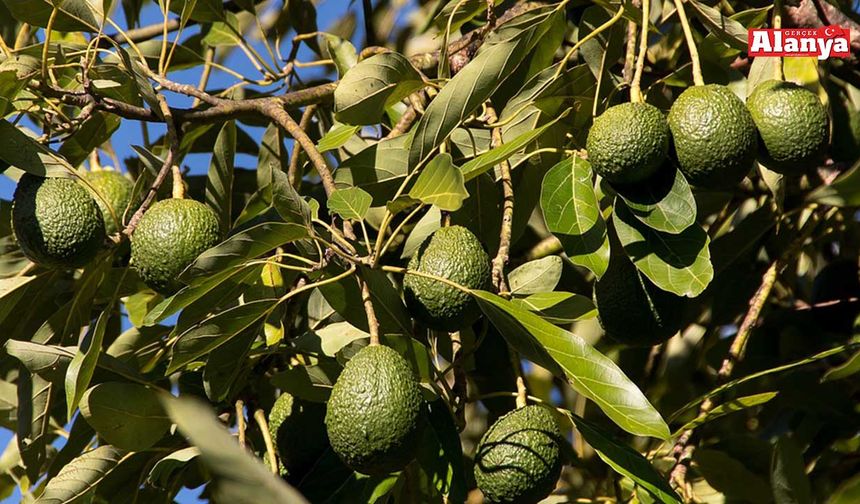 Alanya’da haftaya avokadoda yeni dönem başlıyor